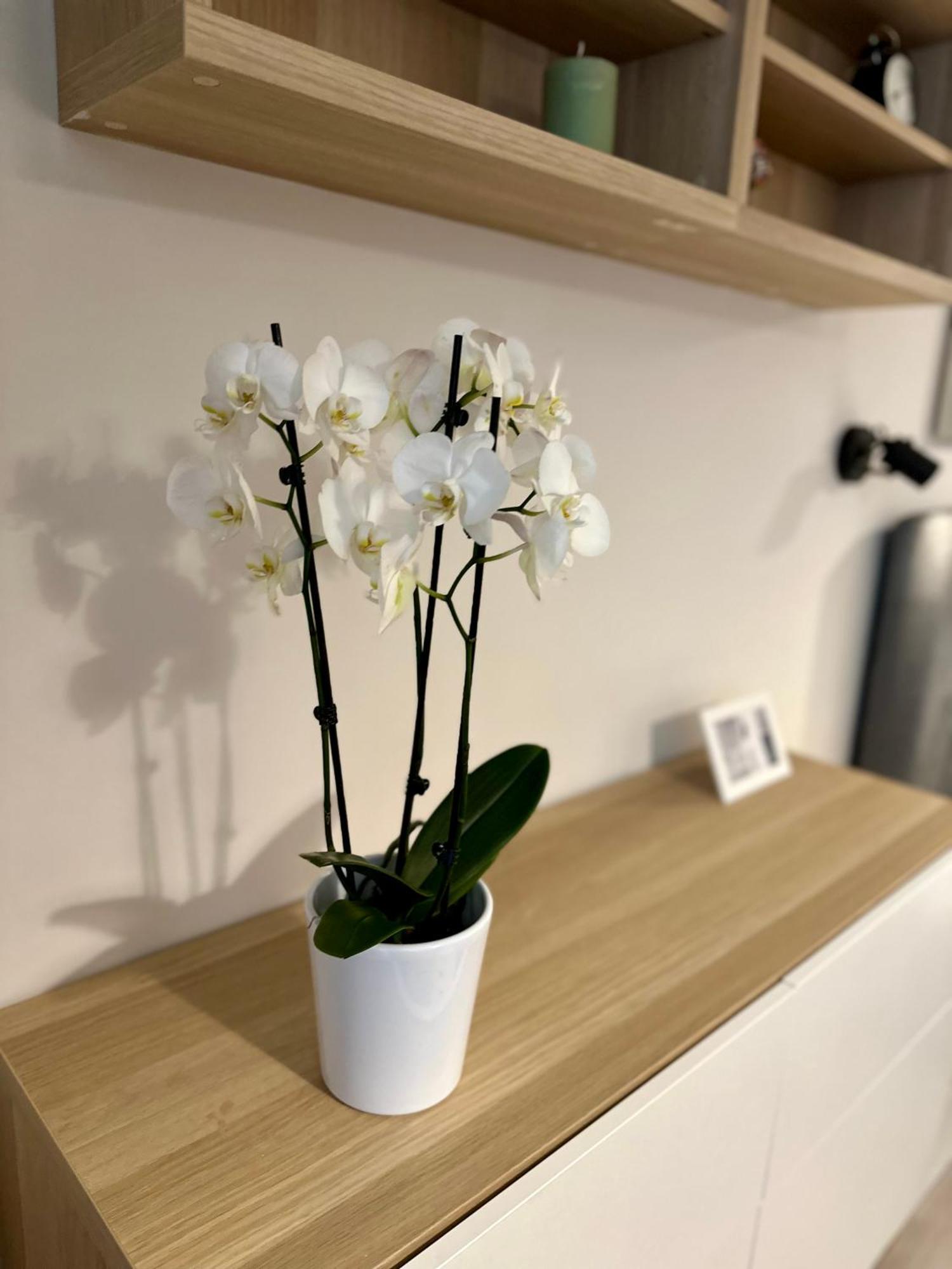 Serenity Studio 布尔加斯 外观 照片